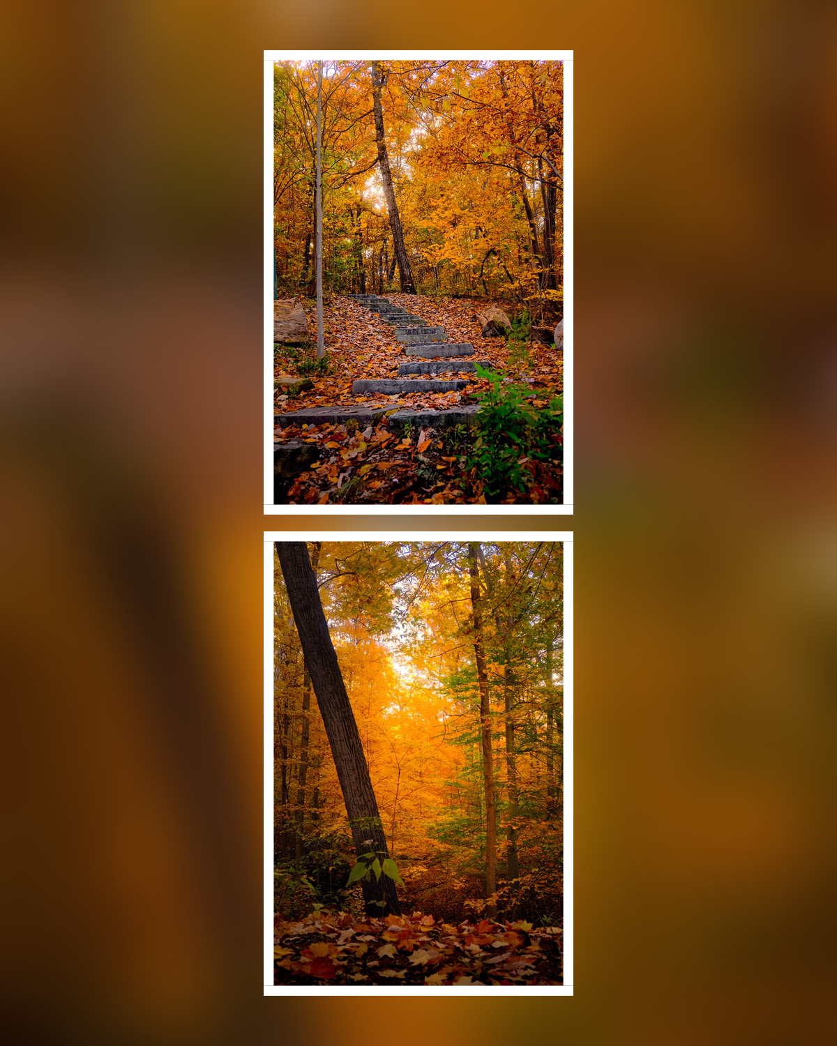 Two autumn woodland photographs with white borders on a blurred photographic background
